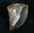Giant Unworn Triceratops Tooth - #4471-2
